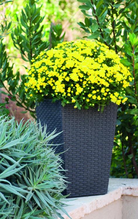 Květináč Keter Rattan Planter S 23,6 l grafitový